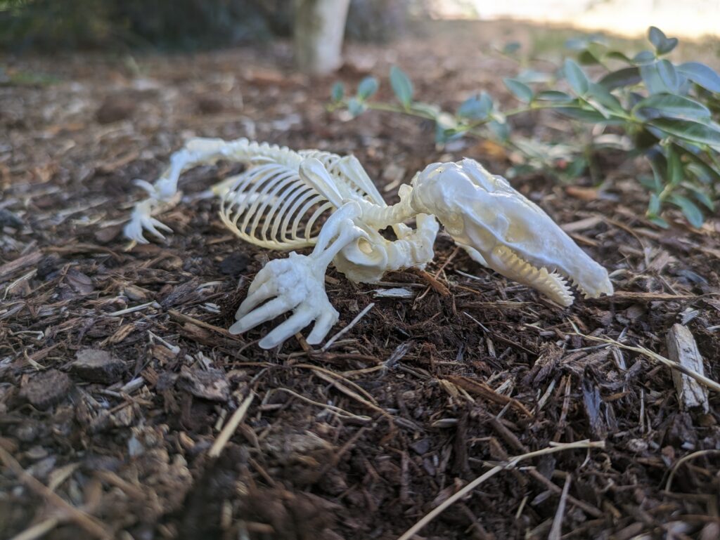 articulated mole skeleton outside