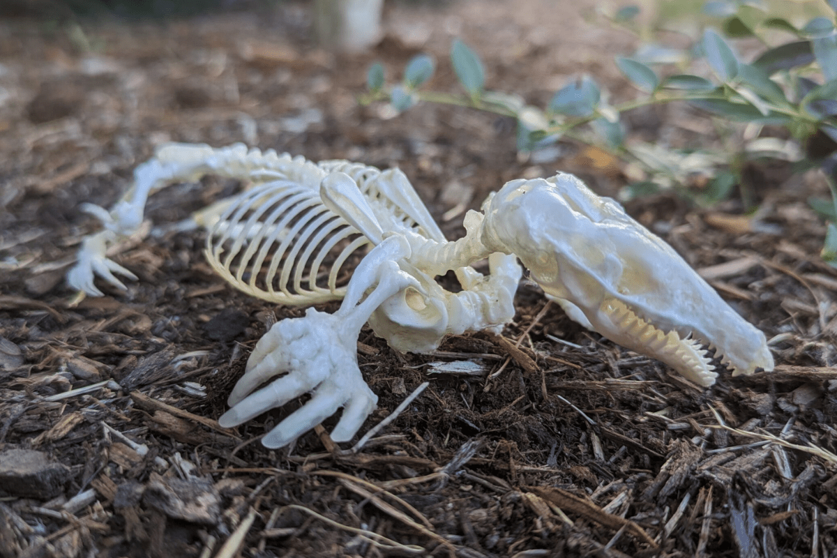 Read more about the article Mole Skeleton Articulation