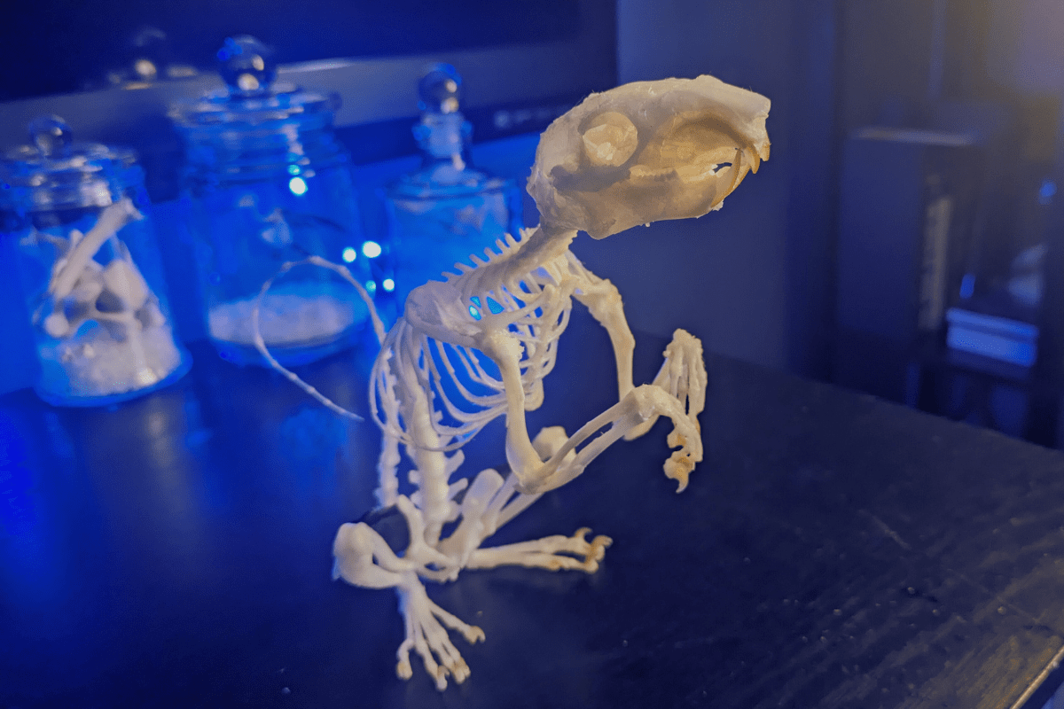 Read more about the article Squirrel Skeleton Articulation
